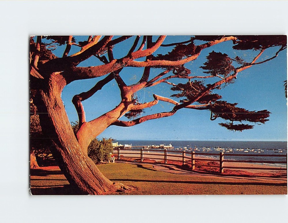 Postcard Palisades Park Santa Monica California USA