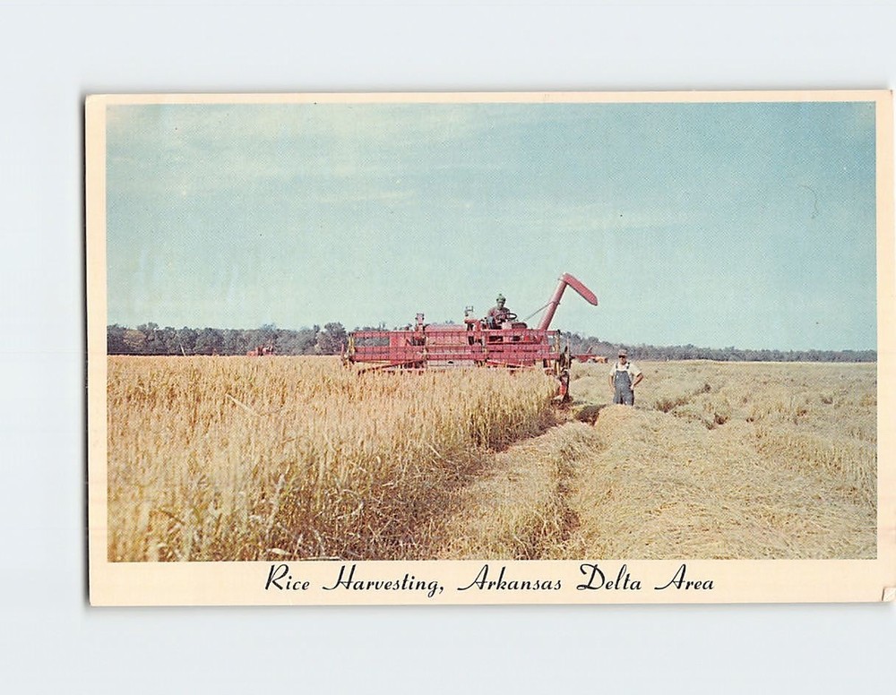 Postcard Rice Harvesting Arkansas Delta Area USA