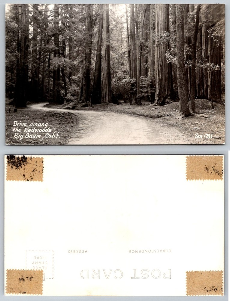 RPPC Big Basin California Redwoods Scenic Drive Forest Postcard