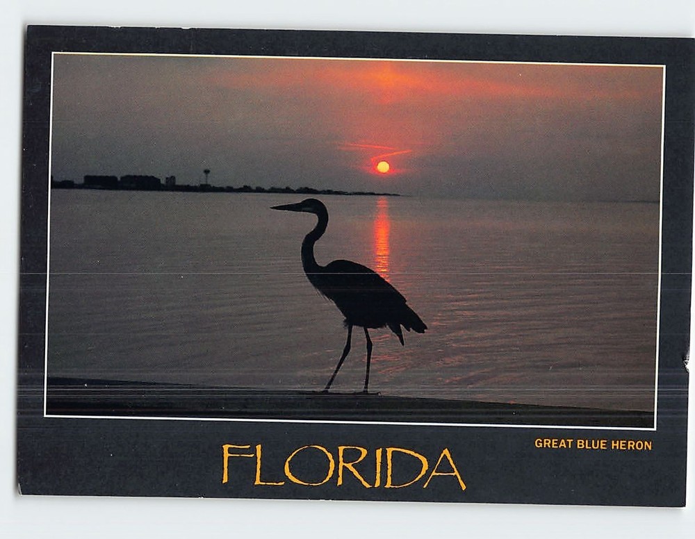 Postcard Great Blue Heron Florida USA