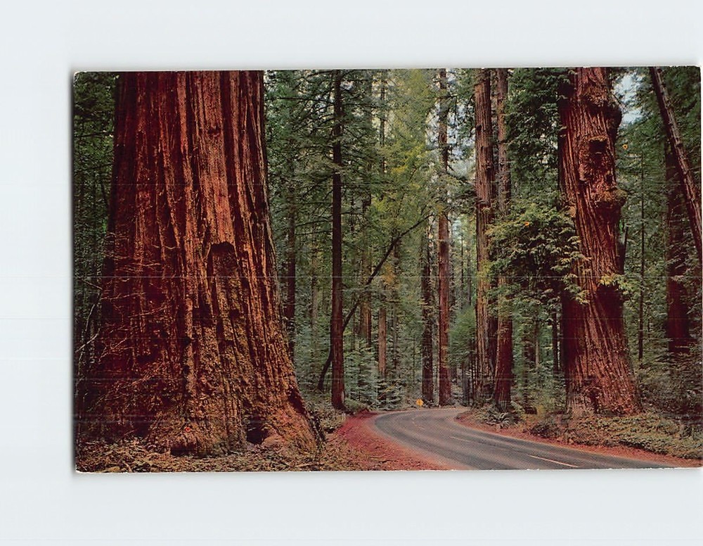 Postcard Redwood Giant with Burls Redwood Highway California USA