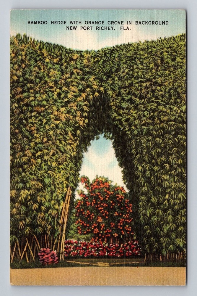 Florida FL New Port Richey Bamboo Hedge Orange Grove Background Vintage Postcard