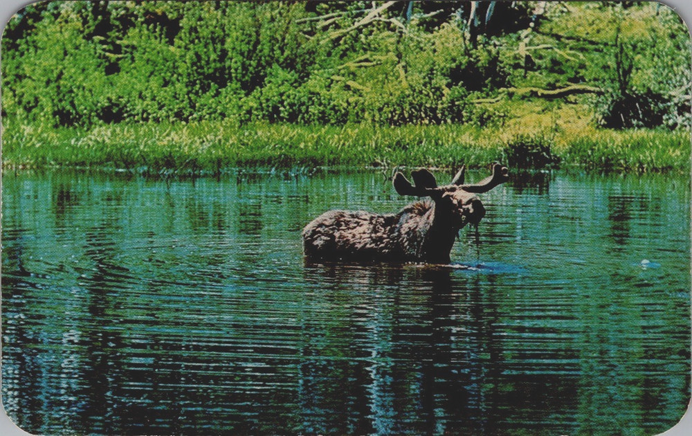 Bull Moose in a Lake or Stream, Dexter Postcard