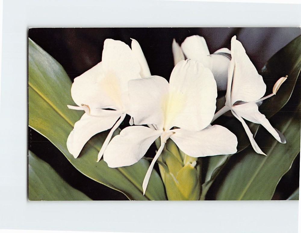 Postcard White Ginger Blossoms Hawaii USA
