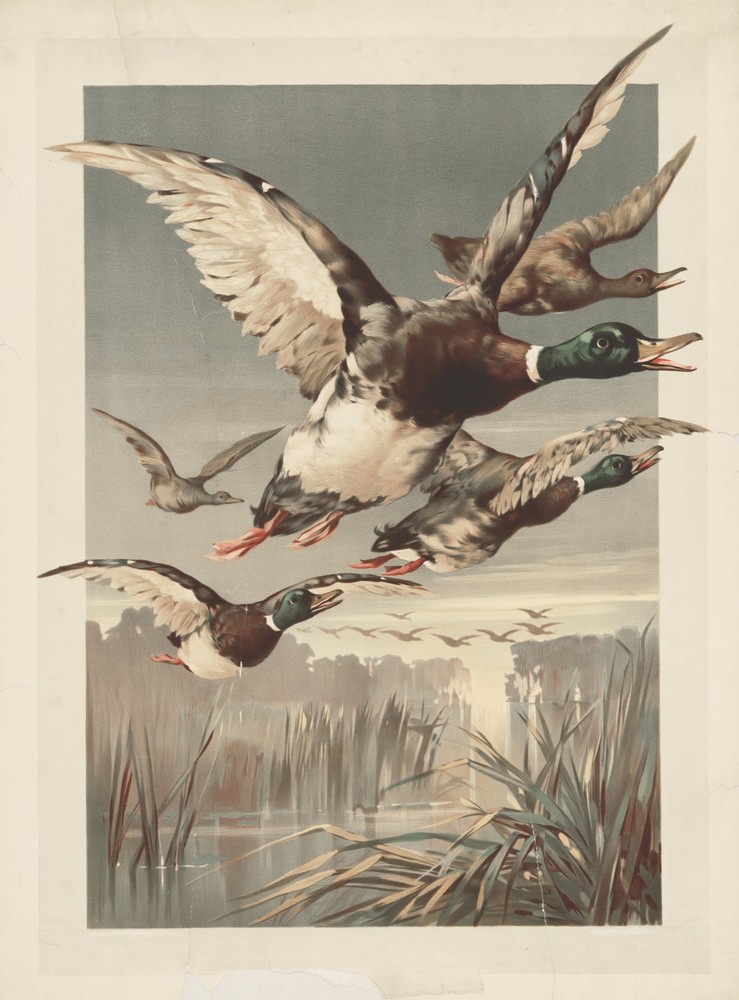 9688.Decoration Poster.Room Wall art.Home interior decor.Flock of ducks.Nature