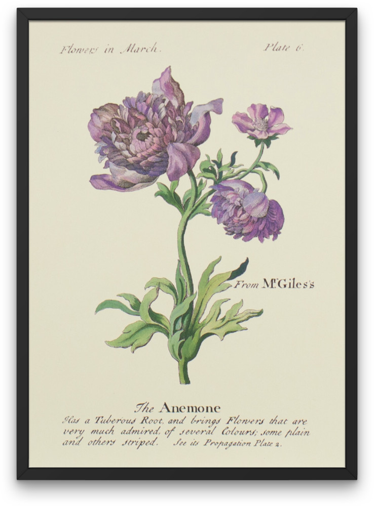 Purple anemone lithograph, vintage art print, Flowers in March 1800s design