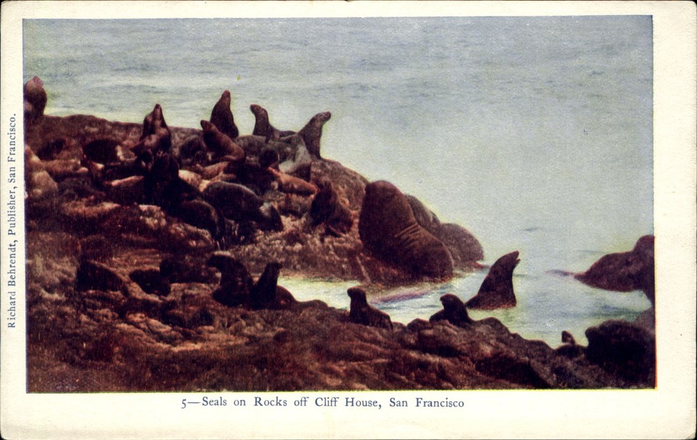 Seals on rocks Cliff House ~San Francisco California~ UDB c1905 Richard Behrendt