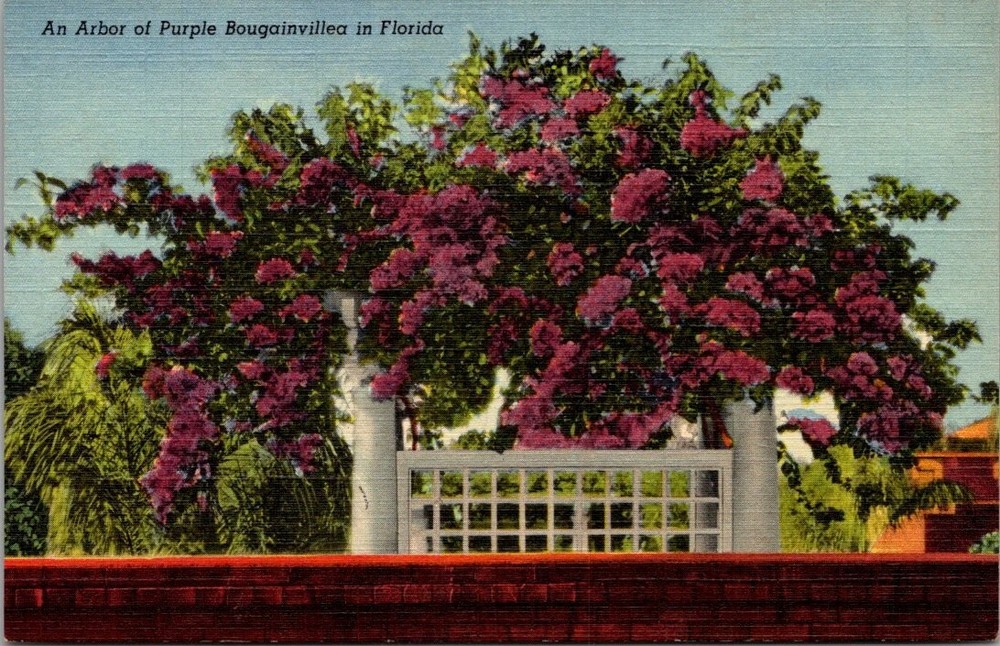 Florida Purple Bougainvillea Arbor Vintage Linen Postcard Curteich 1940s Floral