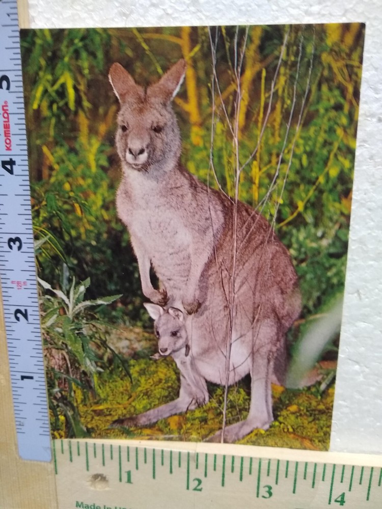 Postcard Kangaroo & Joey
