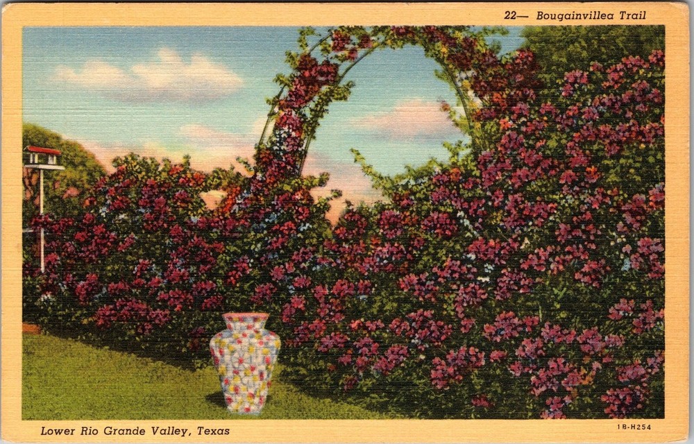 Rio Grande Valley TX-Texas, Bougainvillea Trail, Vintage Postcard