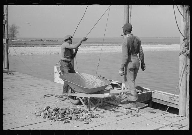 Photo:Rock Point Maryland 1941 Oyster Unloading Men Wheelbarrow Dock