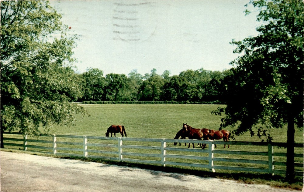 Kentucky, Lexington, Bluegrass region, Thoroughbreds, Standardbreds, Postcard
