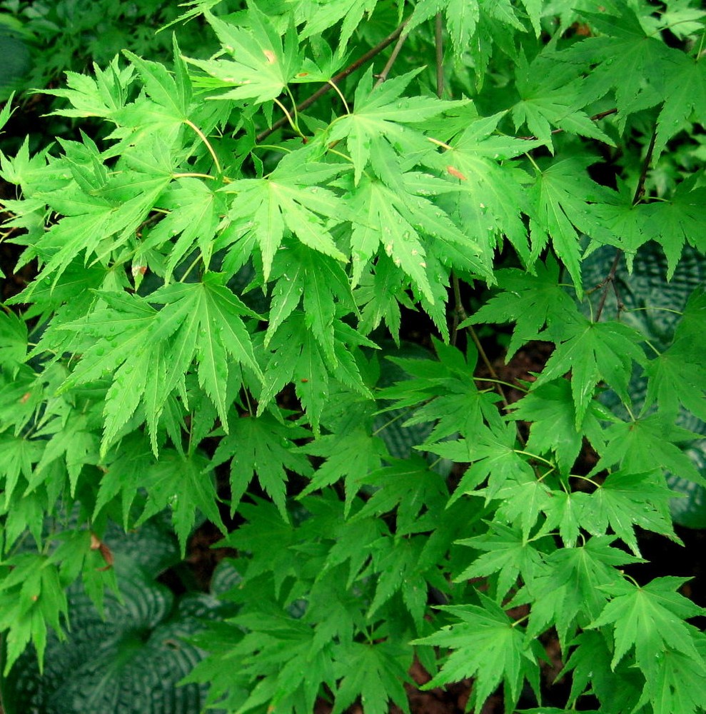 Japanese Maple, Acer palmatum, Tree Seeds (Fall Colors, Fast, Hardy, Bonsai)-image
