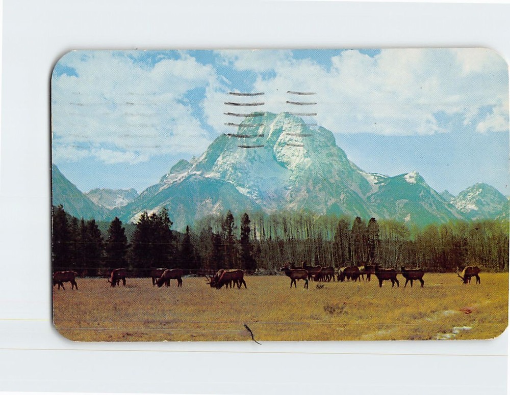 Postcard Herd of wild elk Jackson Hole Wyoming USA