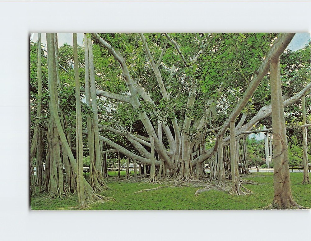 Postcard Banyan Tree Edison Winter Home Fort Myers Florida USA