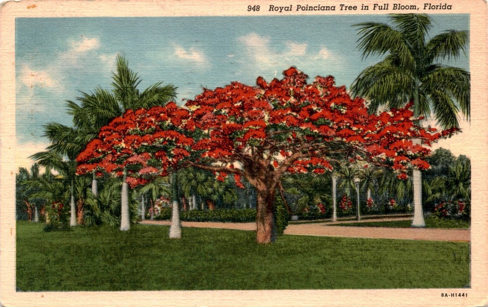 Florida, United States, Royal Poinciana Tree, Seminole, George Postcard