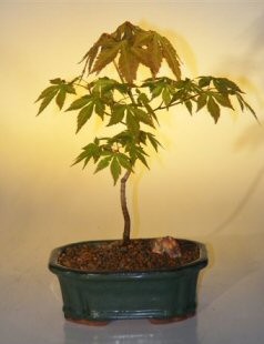 Green Japanese Maple Bonsai Tree Live Dwarf Acer Palmatum 12 Inches Outdoor Plant-image