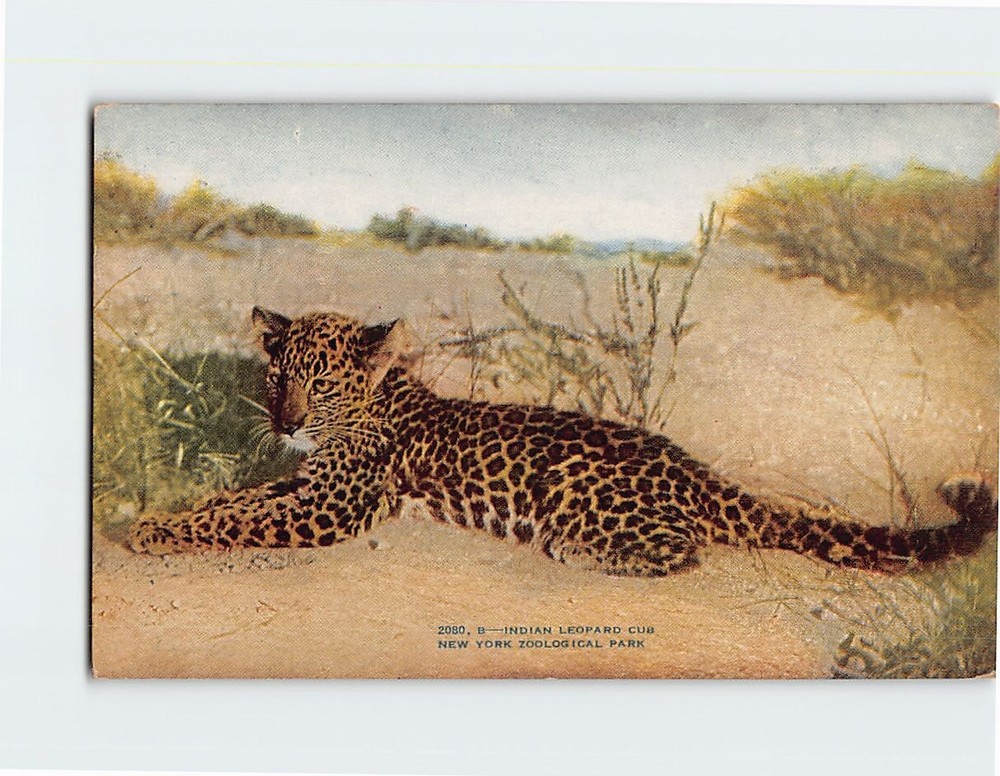 Postcard Indian Leopard Cub Zoological Park USA