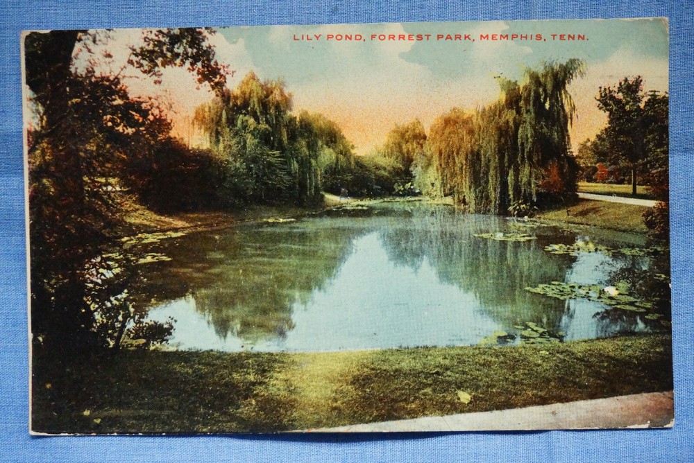 Lily Pond - Forrest Park - Memphis, Tennessee