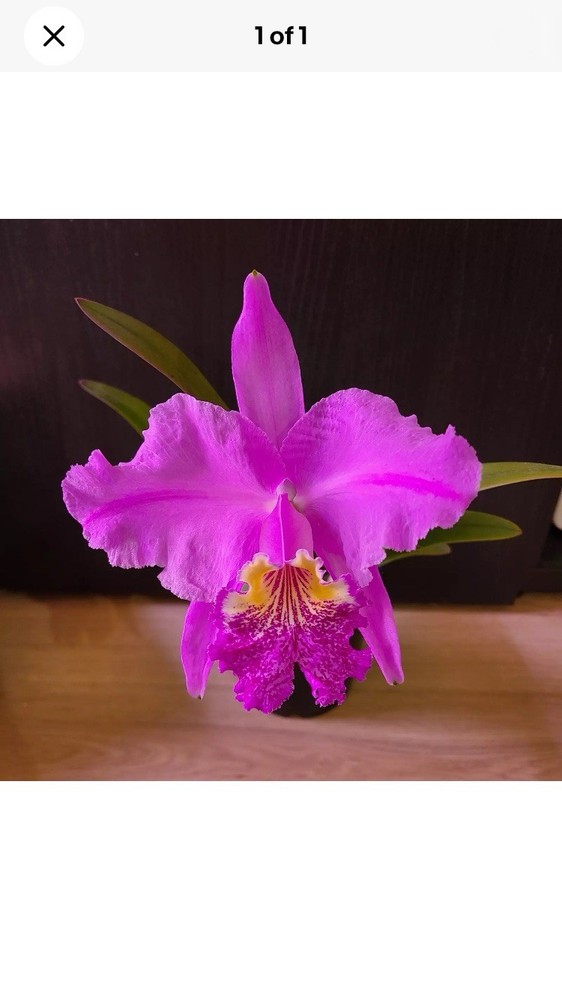 Cattleya Lueddemanniana ‘Inge x Anne’