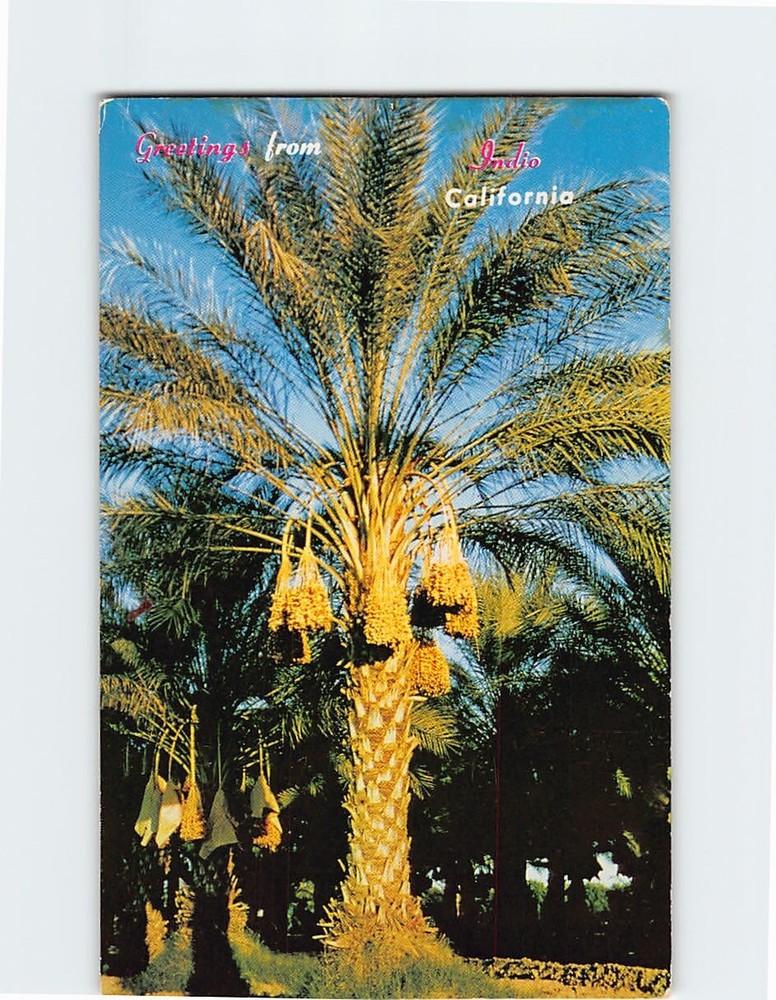 Postcard Date Palms in Indio California USA