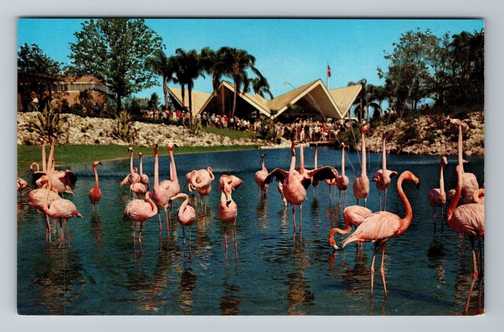 Tampa FL-Florida, Flock Of Colorful Flamingos At Busch Gardens Vintage Postcard