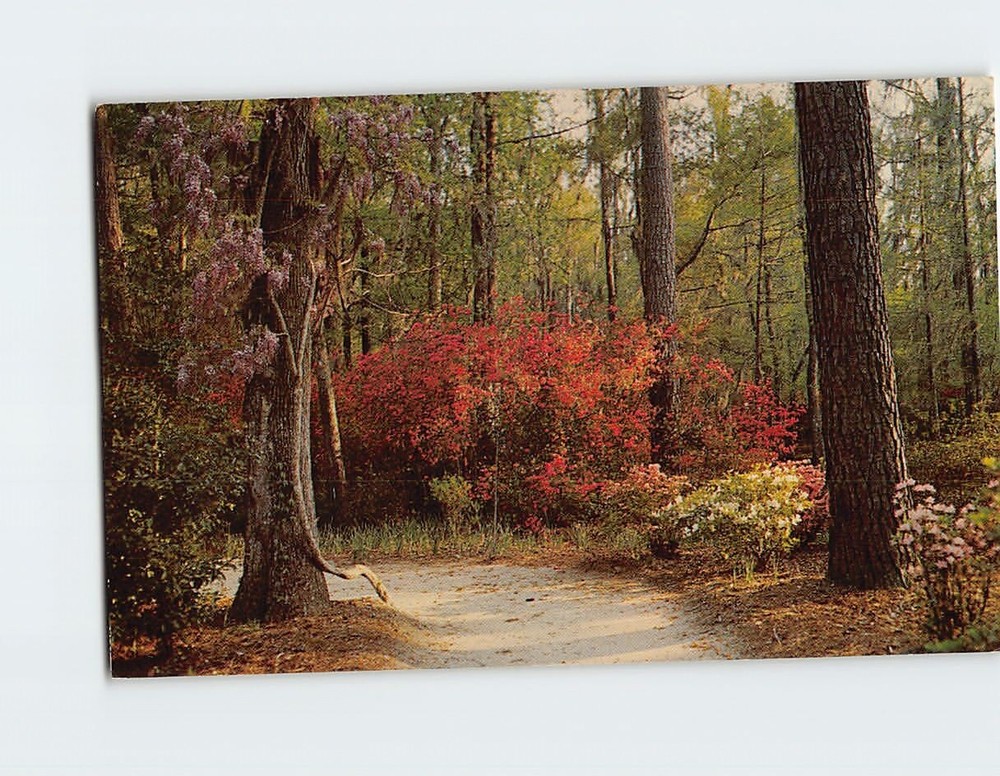 Postcard Cypress Gardens North of Charleston South Carolina USA