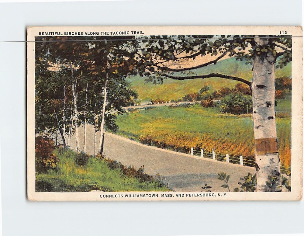 Postcard Beautiful Birches Along the Taconic Trail USA