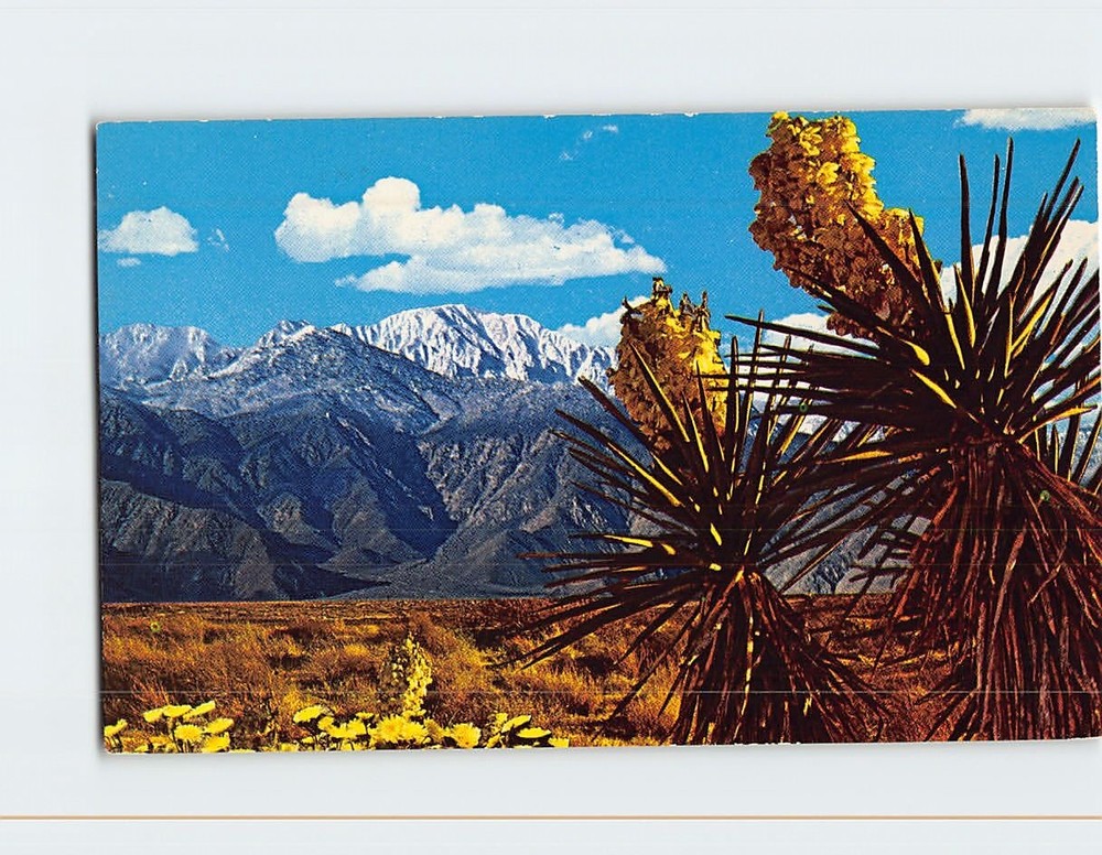 Postcard Springtime On The Desert