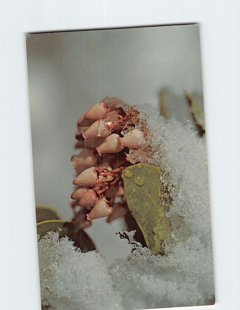 Postcard Beautiful Manzanita Blossom