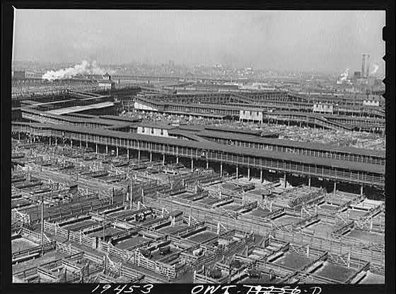 Kansas City Missouri 1900s Stockyards General View Cattle Pens Rail Yards