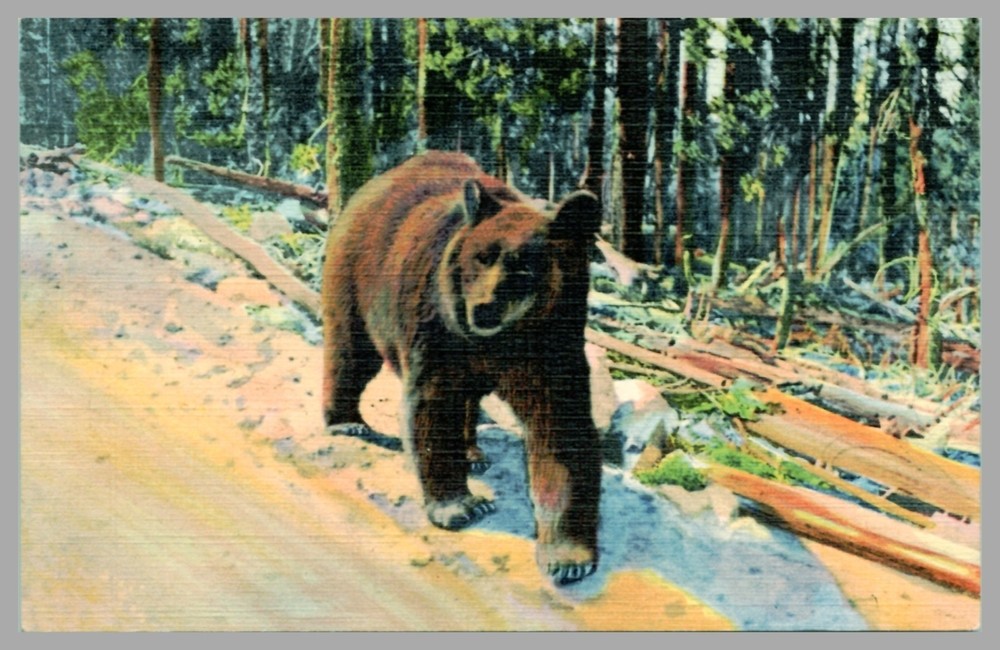 A Bear Hitch Hiker Wildlife Forest Scene Linen 1935 Vintage Postcard