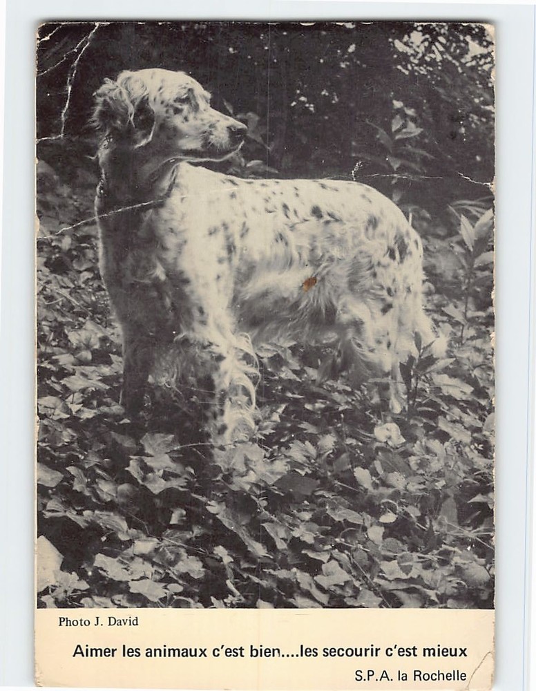 Postcard English Setter Dog