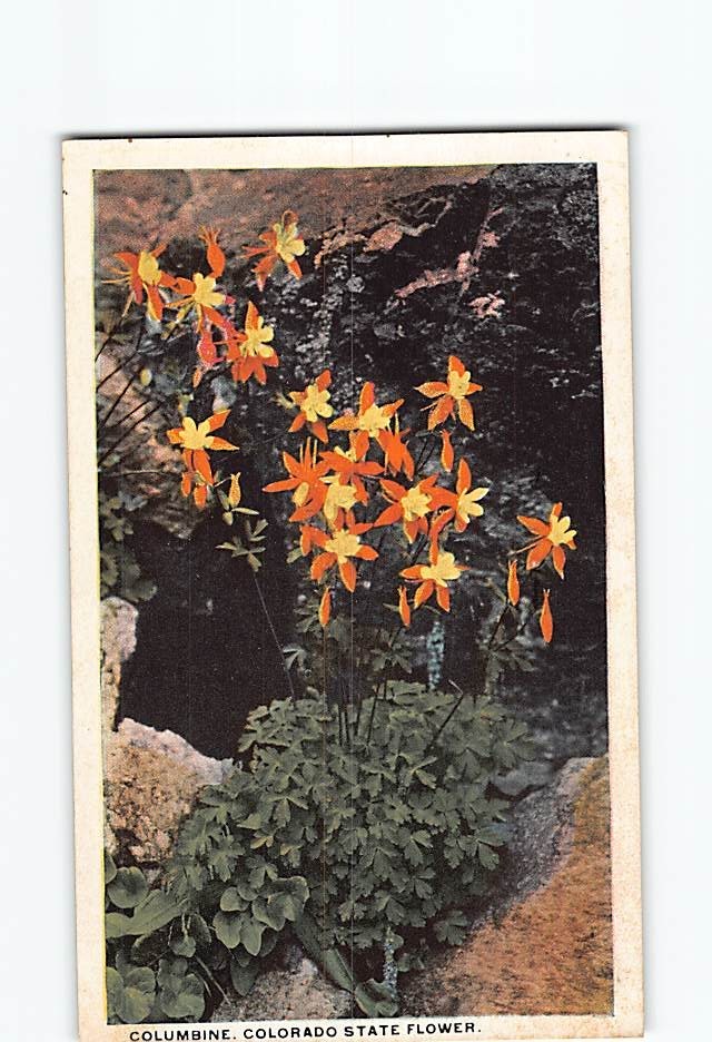 Postcard Columbine Colorado State Flower Plant USA North America