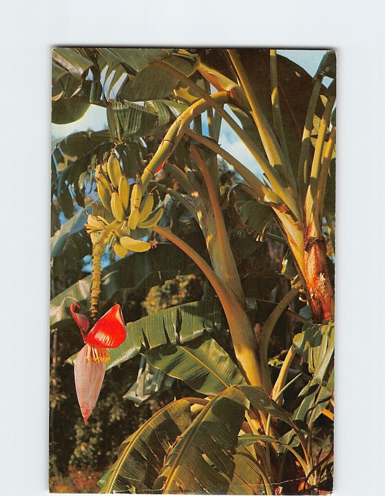 Postcard Banana Tree Growing In Florida
