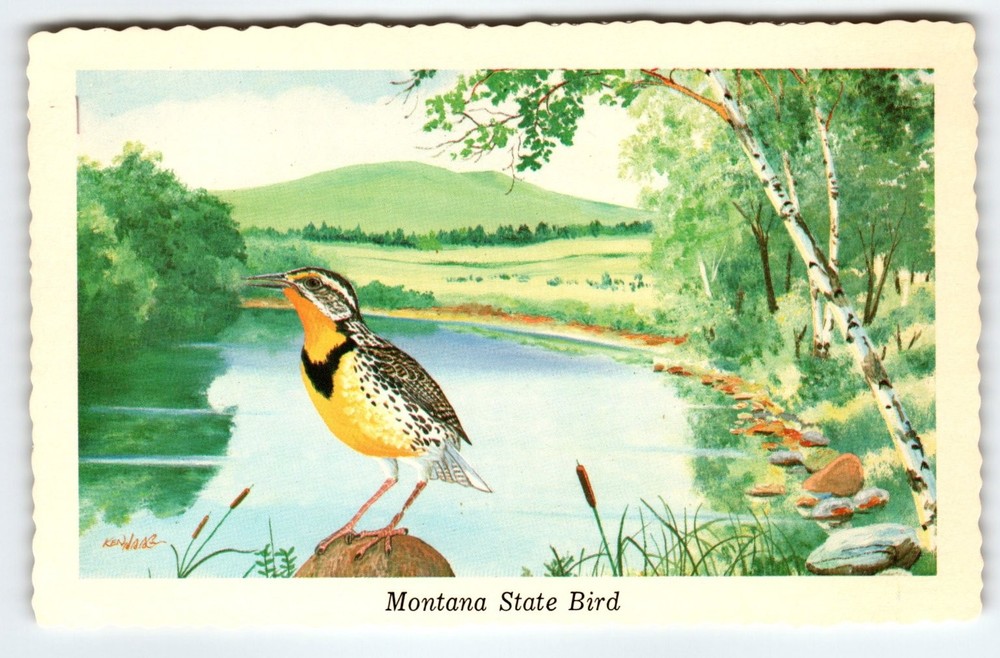 Vintage 1968 Montana State Bird Postcard by Ken Haag - Western Meadowlark