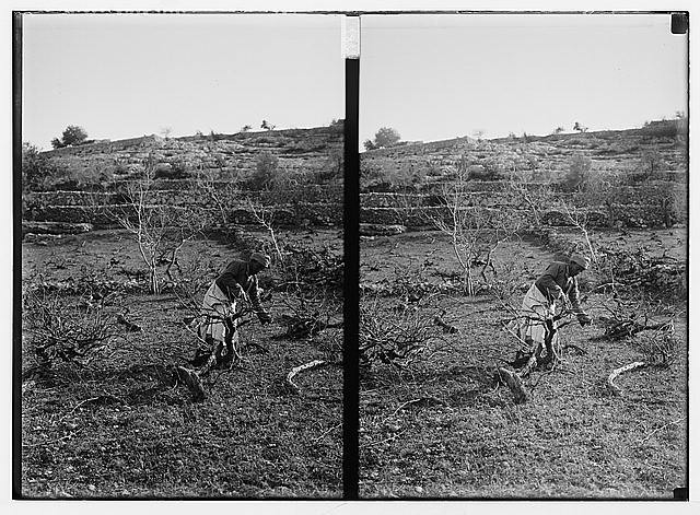 Photo:[Arab man working among olive? trees]