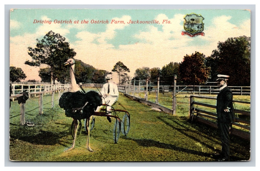Ostrich Farm, Driving Ostrich Harness, Jacksonville Florida FL Postcard