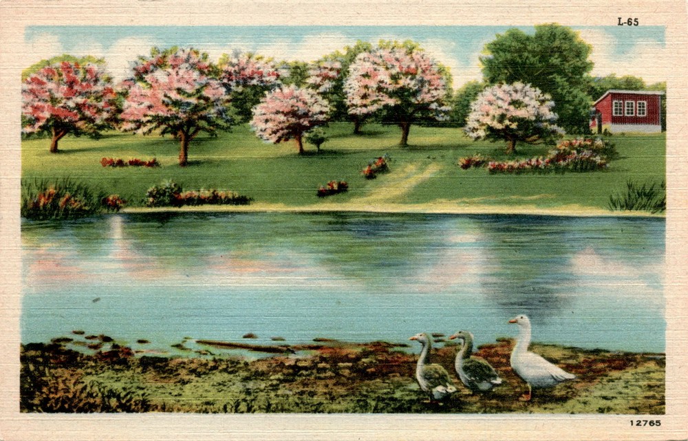 BOSTON, MASS, U. S. A. Postcard