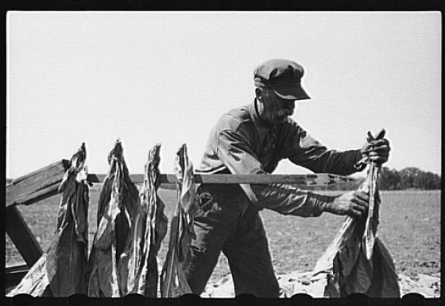 Spearing Tobacco,Wisconsin,WI,Farm Security Administration,FSA,United States,7