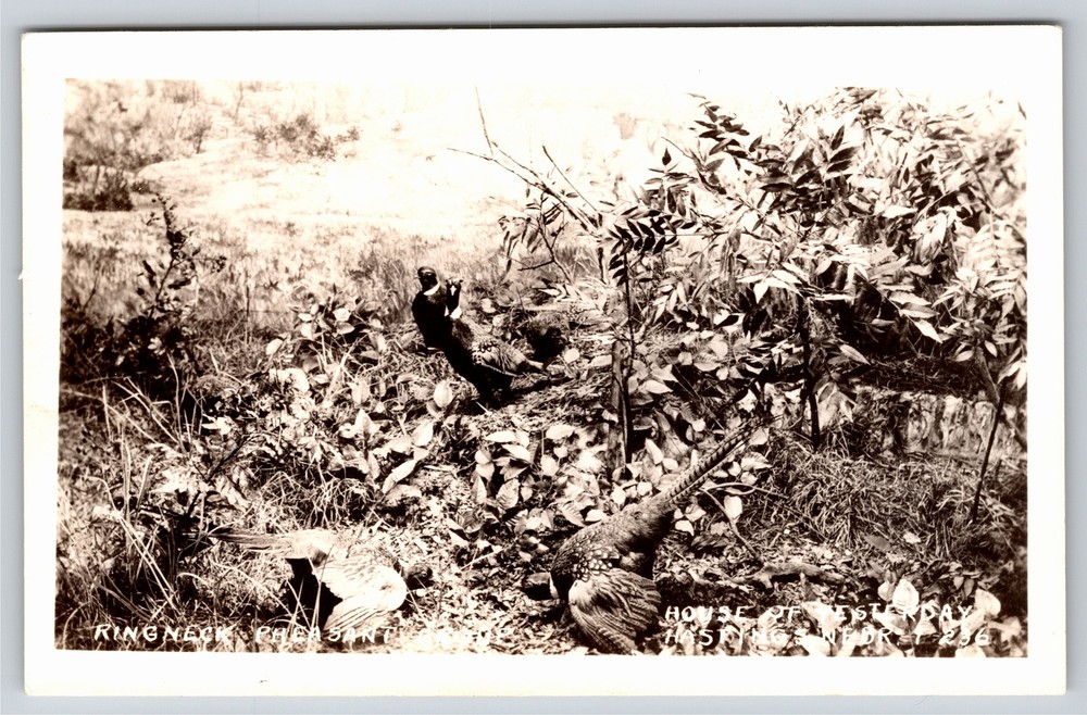 RPPC~Hastings NE~House Of Yesterday~Ring Neck Pheasant~Real Photo Postcard