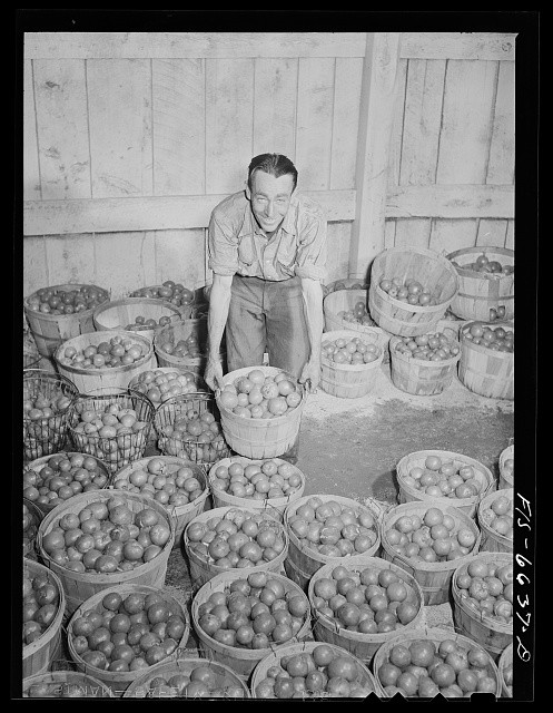 Photo:Dunklin County Missouri 1942 Tomatoes at Cannery REA Power Baskets