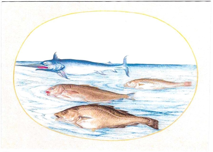 NEW Retro Postcard Colorful Fish Ocean Sea Creatures Swimming Together