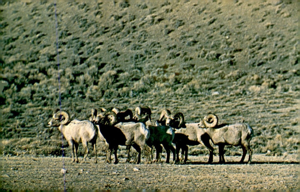 Big Horn Rams, Wyoming, mountains, Dubois, Hoback canyon, wildlife, Postcard
