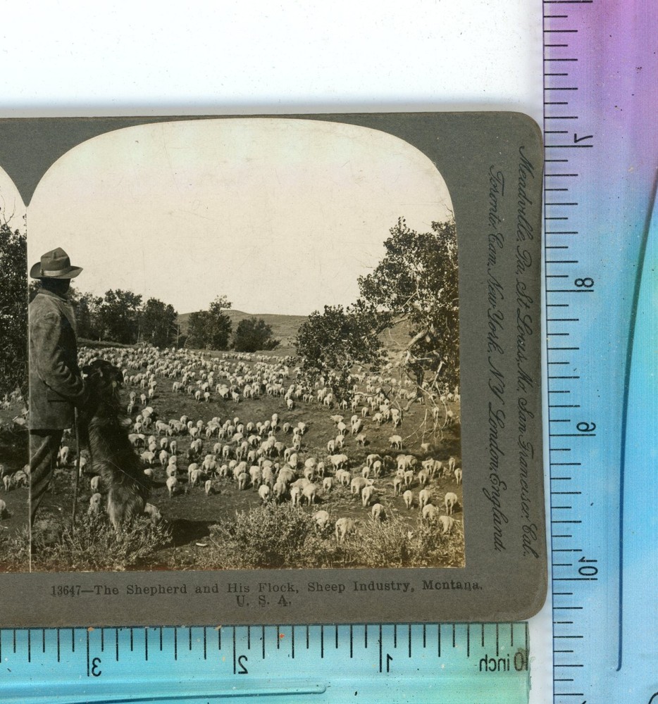 Shepherd & His Flock Sheep Montana MT Keystone Stereoview