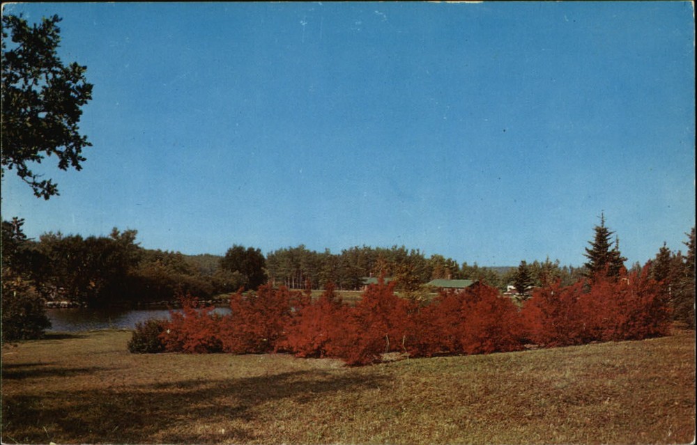 Lake Metigoshe ND fall foliage flaming red maple trees Peace Garden postcard