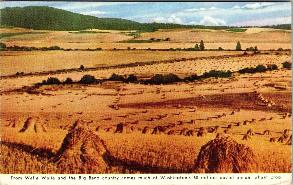 Walla Walla WA-Washington, Aerial Scenic View Big Bend Vintage Postcard