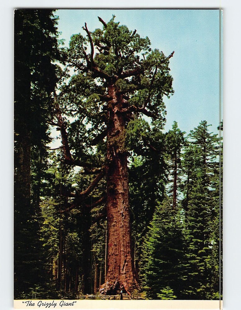 Postcard The Grizzly Giant Mariposa Grove Yosemite National Park California USA