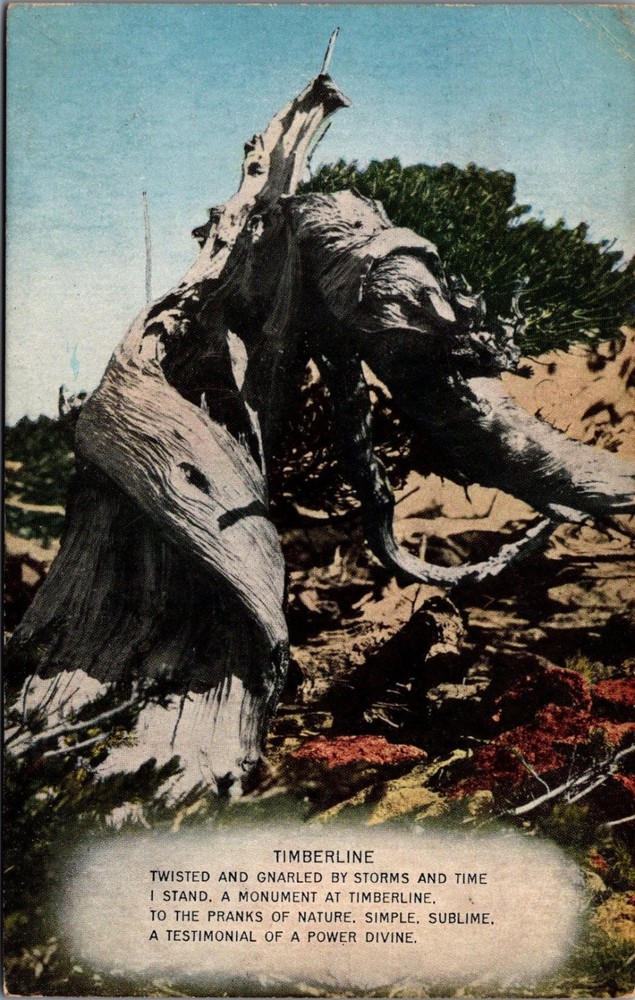 1932 Timberline Estes Park CO Old Gnarled Tree Postcard W. T. Parke