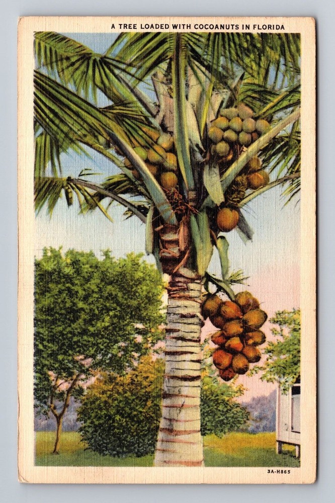 A Tree Loaded With Cocoanuts In Florida Vintage Postcard
